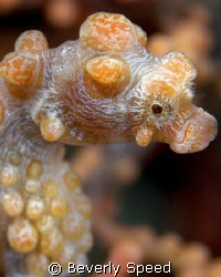 Pygmy Seahorse by Beverly Speed 